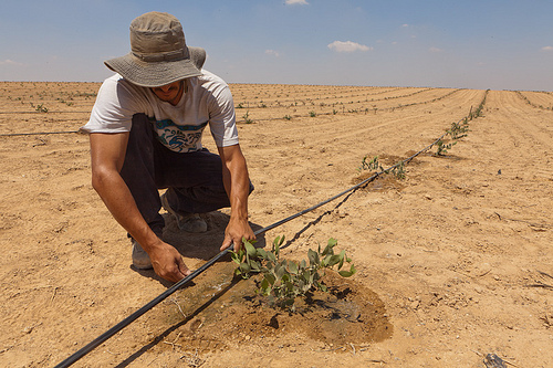 Netafim irrigation system being installed